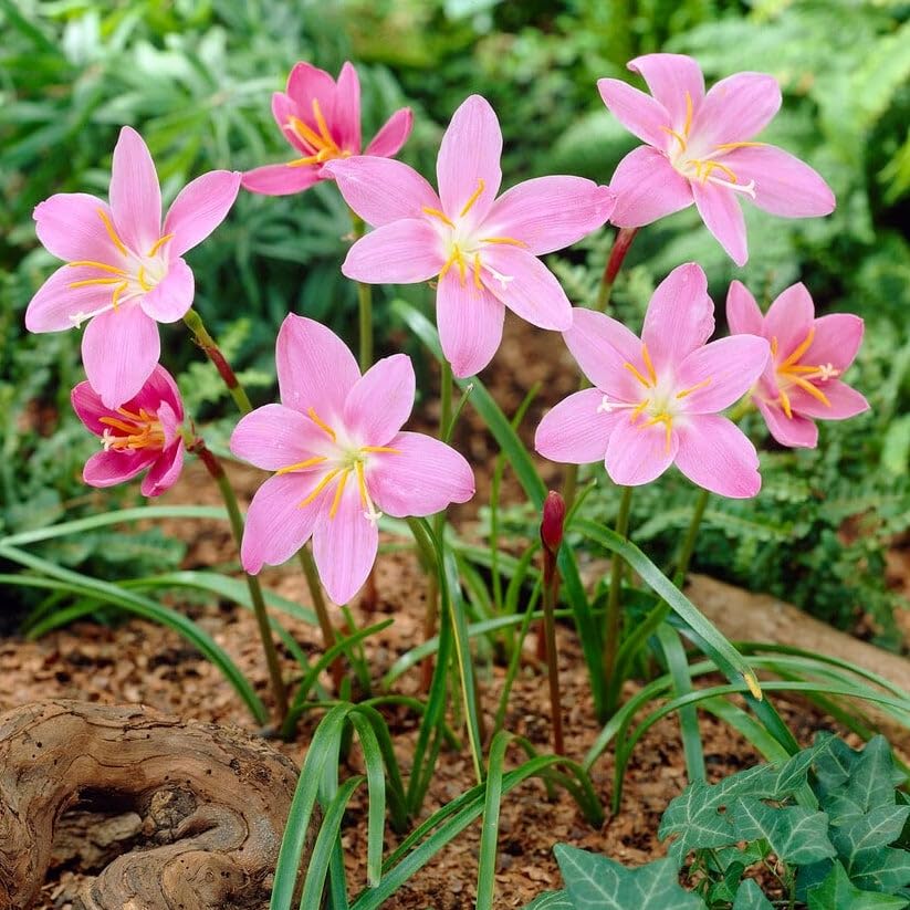 Amazon.com : Votaniki Zephyranthes Robustus (Pink Rain Lily) XXL